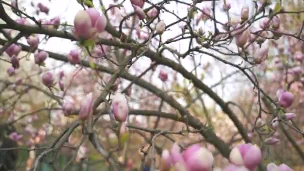 Kwiaty różowe Magnolia. Kwiat drzewa magnolii — Wideo stockowe