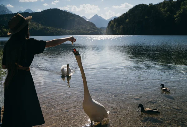 Dívka krmí velkou bílou labuť na břehu. — Stock fotografie