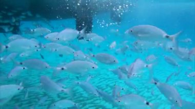 Gümüş okyanus balık kamera da yüzer.