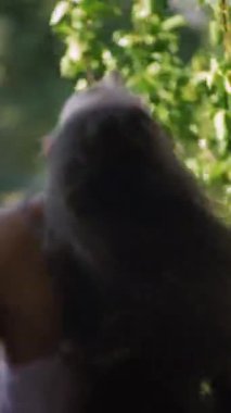 Canlı yeşillik, somut özgürlük ve zarif güzellik arasında zarif bir figürün sakin bir sahnesi.