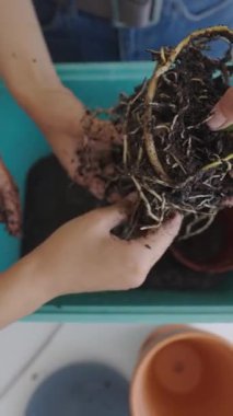 Sağlıklı bitki büyümesini ve gelişimini destekleyen çeşitli kök nakli teknikleri gösteriyor.