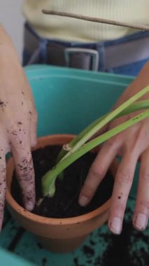 Eller dikkatli bir şekilde canlı yeşil soğanları bahçeyle uğraşmak için zengin toprakla dolu bir kaba ekiyor.