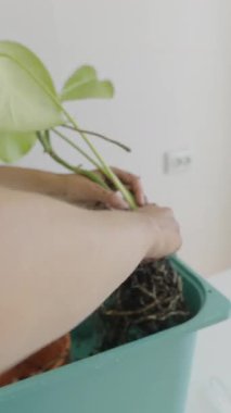 Bitkileri yeniden saklama konusunda detaylı bir rehber, iş yerinde gösteriş yapan eller, tutkulu yeşil başparmaklar için mükemmel.