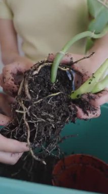 Bir bitkiyi ustalıkla yeniden düzenleyen ellerin yakın plan görüntüsü karmaşık köklerini ve taze toprağını etkili bir şekilde gözler önüne seriyor.