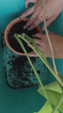 Yeşili dikkatlice eken biri, verimli toprak ve toprak yetiştirmek için gevşek toprakla dolu bir tencereye saplanır.