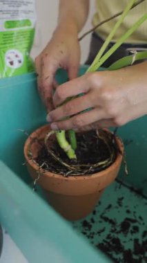 Daha iyi büyüme ve sağlık için kök salmayı ve kapalı alandaki bitkilerinizi nasıl etkin bir şekilde büyüteceğinizi keşfedin.