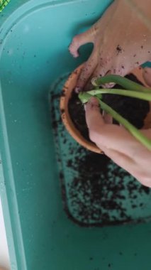 Bu el işi kursunda etkili ve ilgi çekici ekme tekniklerine dalın. Bahçıvanlık becerilerine odaklanın.