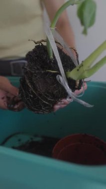 Kapalı alan bitkilerinin başarılı bir şekilde yeniden yerleştirilmesi ve zaman içinde sağlıklı büyümenin sağlanması için etkili teknikler keşfetmek ve öğrenmek