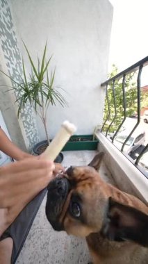Neşeli bir köpek, keyifli bir ziyafeti bekliyor. Hoş, rahat bir balkonda. Dışarıda keyifli, güzel bir günün tadını çıkarıyor.