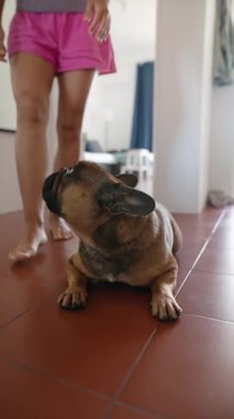 Sevecen ve sevecen bir Fransız Bulldog 'la keyifli ve eğlenceli etkileşimler yaşamak.