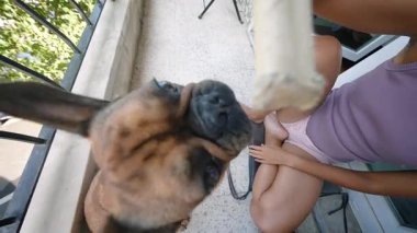 Bir köpek, sıcak ve güneşli bir balkonda lezzetli bir ziyafetin tadını çıkarırken sahibiyle neşeyle etkileşir.