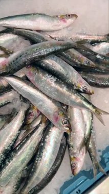 Canlı bir pazarda buzun üzerinde dinlenmiş canlı ve renkli bir balık çeşidi deniz ürünleri çeşitliliğini gözler önüne seriyor.