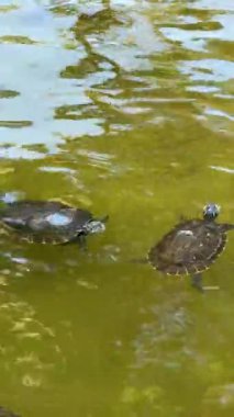 Kaplumbağalar zarif bir şekilde berrak sularda süzülür. Huzurlu bir ortamda, zarafet ve güzelliği gözler önüne serer.