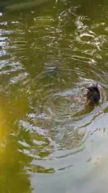 Huzurlu ve güzel bir su manzarası ördek ve kaplumbağaların huzurlu bir gölet ortamının keyfini çıkardığı