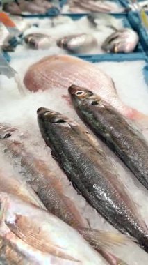 Deniz ürünleri pazarında canlı taze balık çeşitleri ve lezzetli somon kesimleri bulabilirsiniz.