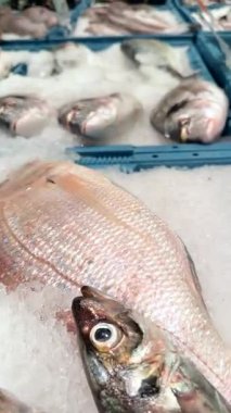 Buzun üzerinde rengarenk bir taze balık gösterisi, kalabalık bir pazarda çeşitli deniz ürünleri sergileniyor.