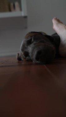 Huzurlu ve huzurlu bir an, güzel bir şekilde çekildi, küçük sevimli bir köpek yavrusu içeride bir insan ayağının yanında uzanıyor.