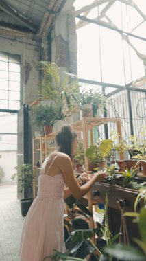 Bir kadın sevgi dolu bir şekilde serada sera ile ilgilenir ve gelişen bitkilerini büyütür.