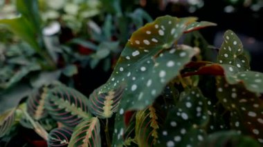 Canlı yapraklarını, yapraklarını ve eşsiz tasarımlarını sergileyen nefes kesici ve çarpıcı bir tropikal bitki koleksiyonu.