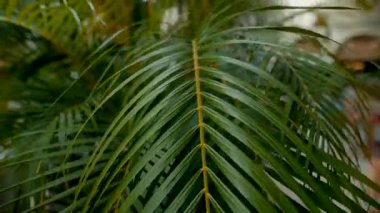 Huzurlu ve huzurlu bir ortamda serpilmiş yemyeşil tropikal yaprakların çarpıcı güzelliğini tecrübe edin.