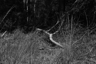 Dode Takonder een boom.