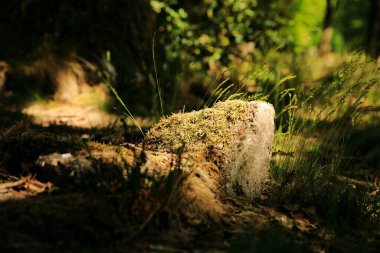 Çürümüş begroeid mos karşıladı.