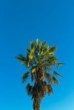 Bulutsuz mavi gökyüzüne bakan bir palmiye ağacı