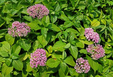 İngiliz bahçesinde pembe çiçekli bir ortanca çalısı