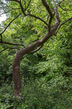 İngiltere 'de bir ormanda çarpık gövdeli bir ağaç.