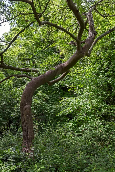 İngiltere 'de bir ormanda çarpık gövdeli bir ağaç.