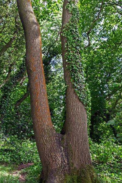 A tree with two trunks in a wood in England. One trunk is covered in ivy, the other in lichen.