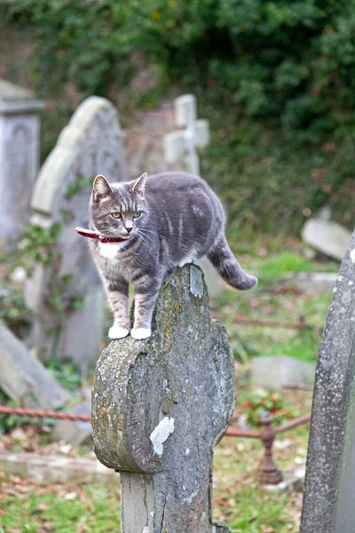 Cat Perches Gravestone Milton Road Cemetery Weston Super Mare — Stock Photo, Image