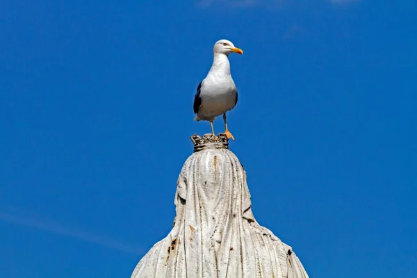 Lesser Black Backed Gull Larus Fuscus Perches Top Statue Queen — Stock Photo, Image
