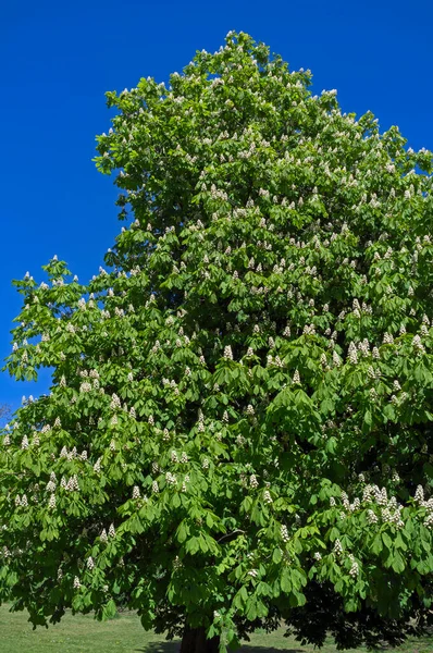Somerset, İngiltere 'de bir at kestanesi ağacı (Aesculus hipocastanum) çiçeği