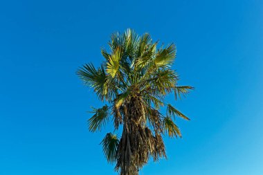 Bulutsuz mavi gökyüzüne bakan bir palmiye ağacı