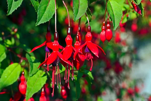 Fuchsia Blommor Trädgård Somerset Storbritannien — Stockfoto