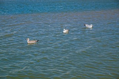 İngiltere 'de Weston-super-Mare' de denizlerde yüzen martılar.