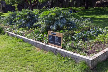 İngiltere 'nin Bristol kentindeki Castle Park' ta Yenilebilir Bristol tarafından kamu tüketimi için ekilen sebzeler