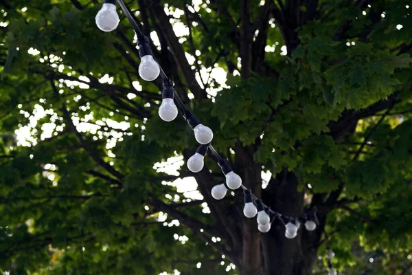 A string of lightbulbs hanging from a tree.