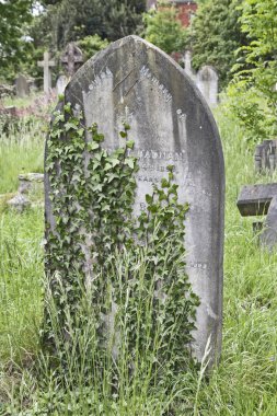 İngiltere 'nin Weston-super-Mare kentindeki Milton Road Mezarlığı' nda sarmaşık kaplı bir mezar taşı.