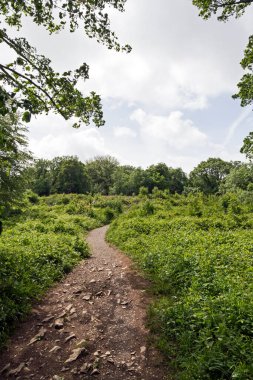 Worlebury, Somerset 'te bir Demir Çağı yamacı, 2011' de bitkilerin çoğu temizlenmeden önce.