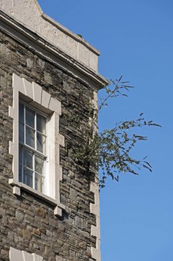 BRISTOL, İngiltere - 15 Mart 2017: Bir binanın duvarında büyüyen bir buddleia fabrikası