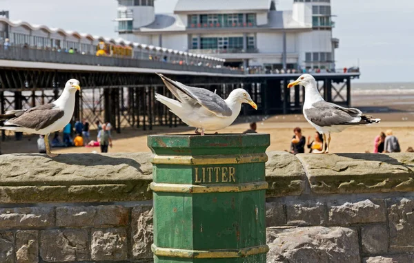 Martılar Ngiltere Weston Super Mare Deniz Kenarında Çöp Tenekesinde Yiyecek — Stok fotoğraf