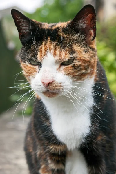 Sömnig Calico Katt — Stockfoto