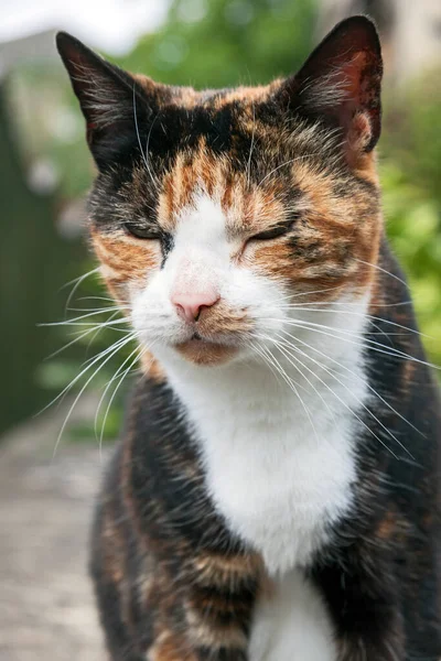 Sleepy Calico Cat — Stock Photo, Image