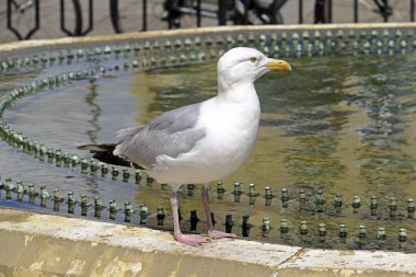 Bir ringa martı (Larus argentatus) İngiltere 'nin Bristol kentindeki belediye binasının dışında bir çeşmenin üzerinde duruyor.
