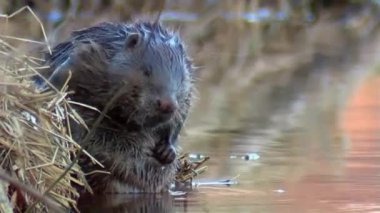 Nehir kunduzu kıyıya çıktı ve yıkanıyor..