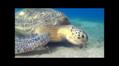 Denizin dibindeki büyük bir kaplumbağa ot yer. Su altı fotoğrafçılığı.