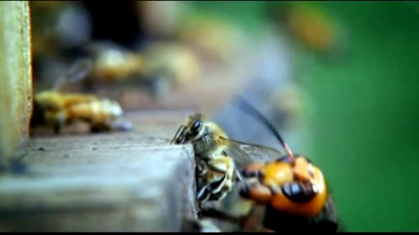 Large Hornet Wasps Attack Bees Kill Them — Stock Video