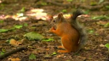 Orman, sincap bir fındık buldu ve onu ısırdı..